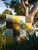 011|Yellow